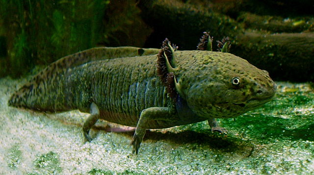 640px-Axolotl_ganz.jpg